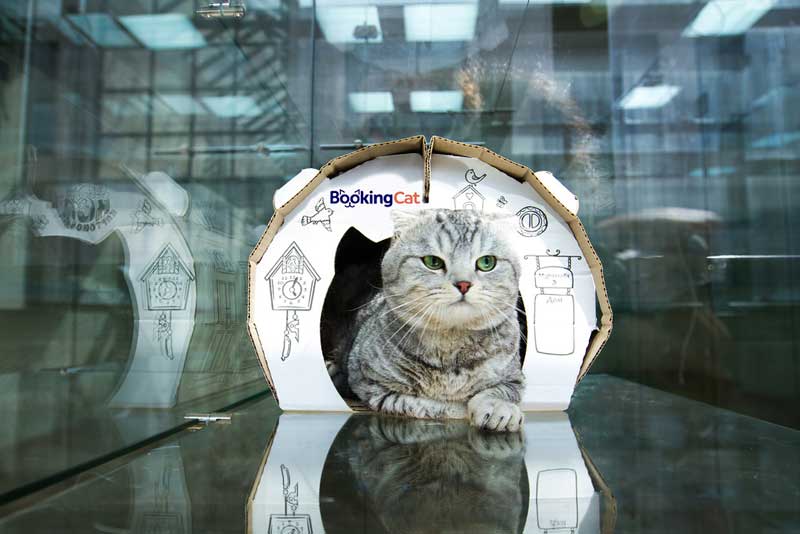 франшиза отелей для животных Booking Cat